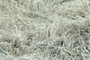 frozen grass and ground frost in winter