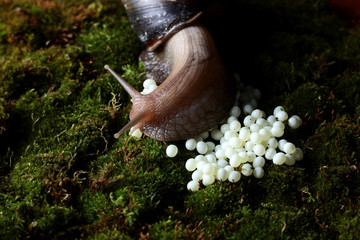 a giant snail laying eggs on a green moss