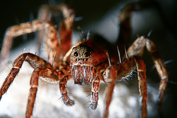 insect spider macro  nature small