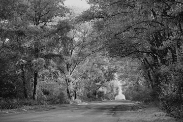black white road trees background