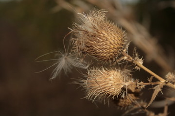 thistle