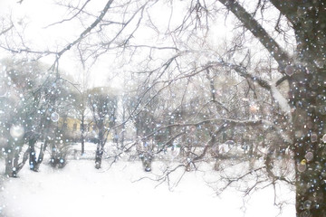 branches covered with snow / background winter trees and bushes without leaves, snowfall, concept of cold weather, frosty climate background
