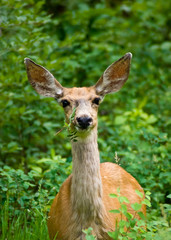Cute Deer