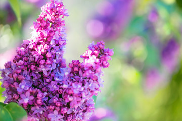 Lilac flowers spring blossom