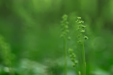 summer background flowers nature / beautiful picture design background flowers in the field