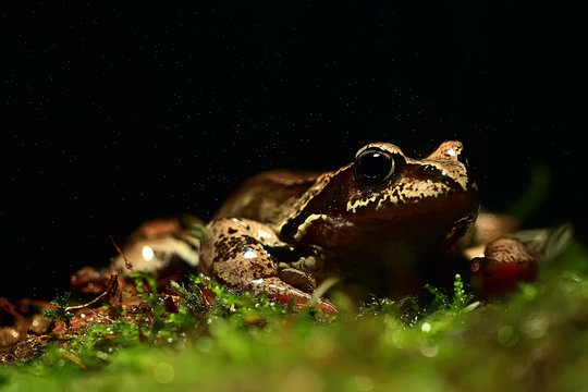 frog / nature background animal, frog sits on green moss, in nature, concept ecology