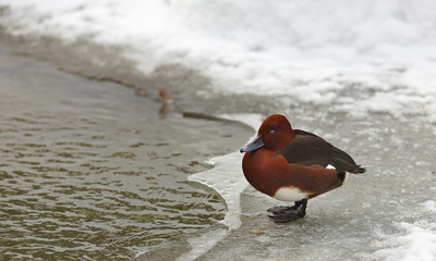 View of a brown ferruginous duck on the bank of a frosted pond