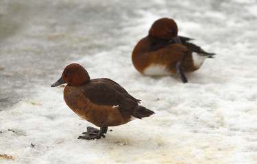 View of two brown ferruginous ducks on the snow
