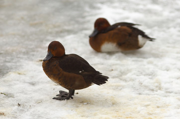 View of two brown ferruginous ducks on the snow