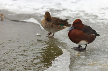 View of two brown ferruginous ducks on the bank of a frosted pond