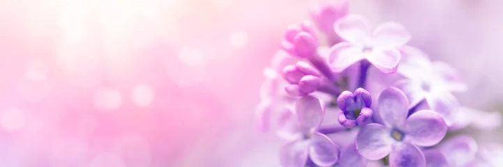 Poster Fleurs Fleurs de lilas fleur de printemps