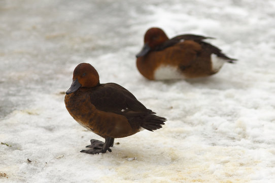 View of two brown ferruginous ducks on the snow