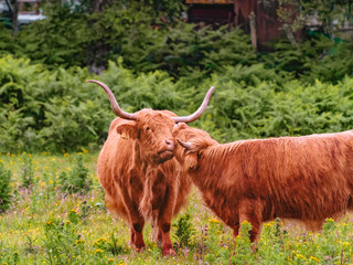 Two highland cows 
gently nuzzling and scratching each other. Grazing cattle on the green meadow in Aberdeenshire, Scotland.