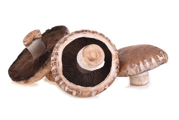 Portobello mushroom isolated on the white background.
