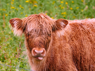 Close up of a curious highland calf in a green field. Cute hairy highlander chewing some grass while grazing on the farm in Aberdeenshire, Scotland.