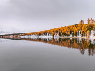 Zelfklevend Fotobehang Beautiful reflection of autumn trees in the still water. Yellow larches and green spruces are covered in snow. A great day out in the Altai Mountains, vibrant golden colors despite overcast skies. © guardian_v2