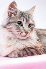 Primo piano di una bellissima gatta a pelo lungo