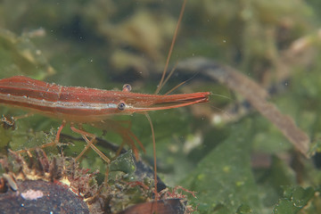 marine animals underwater photo