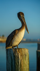 Proud Pelican in Marina