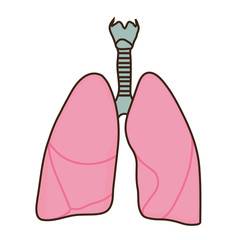 Лёгкие человека