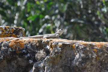 wild lizard Cyprus