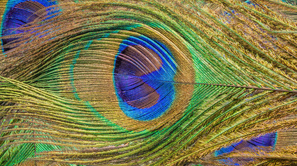 Obraz premium Peacock Feather Background