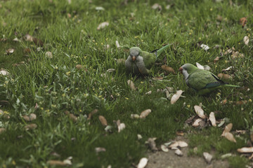 view of a beautiful green parrot on the grass