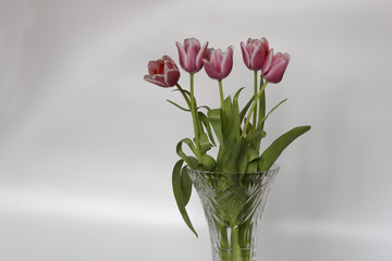 Closeup of Pink Tulips on White Background.