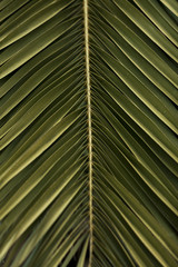 detail of a palm tree