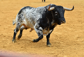 bull