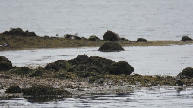 Oies Bernaches cravant sur la c&ocirc;te bretonne en hiver