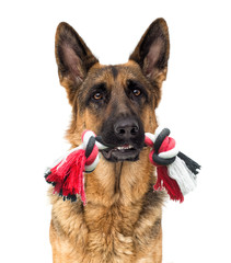 dog and toy in the teeth