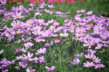Obraz na płótnie Canvas Full Frame Background of Purple Flowers Field
