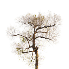 Upper Half Tree Isolated