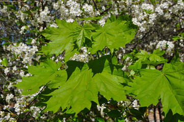 Листья клена на фоне цветущей вишни.