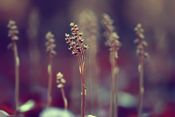 vintage background little flowers, nature beautiful, toning design spring nature, sun plants