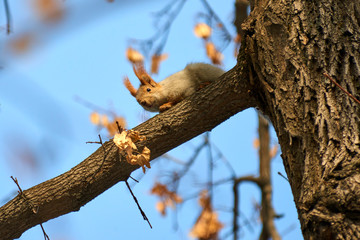 The squirrel.  Squirrels are members of the family Sciuridae, a family that includes small rodents.