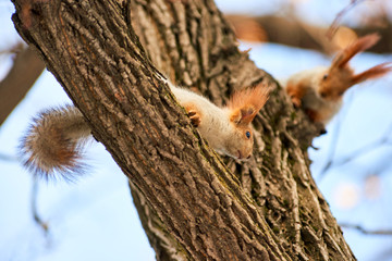 The squirrel.  Squirrels are members of the family Sciuridae, a family that includes small rodents.