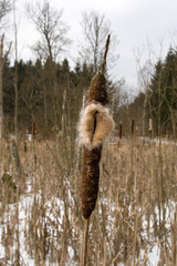 bulrush throwing seeds in the early spring 4