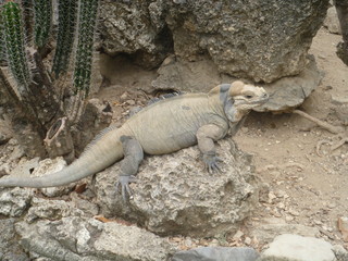 Hispaniolan rhinoceros iguana