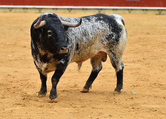 bull