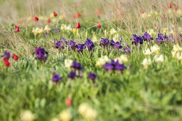 Beautiful colorful floral spring landscape, meadow with Tulipa schrenkii and Iris pumila. Rostov nature reserve, Russia. The natural background.
