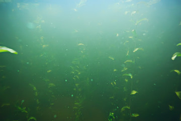 Fototapeta na wymiar green grass underwater