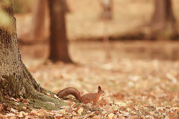 squirrel in autumn / autumn portrait of squirrel, yellow park with fallen leaves, concept autumn nature preparation for winter, redhead little beast in the forest