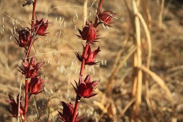 czerwone kwiaty na tle wyschniętych traw w słońcu