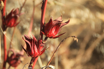 czerwone kwiaty na tle wyschniętych traw w słońcu © KOLA  STUDIO