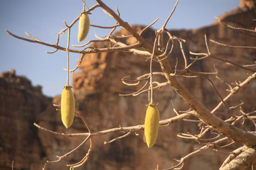 owoce baobabu wiszace na suchych gałązkach