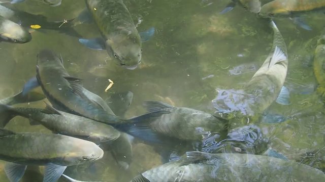 Mahseer barb fish (Neolissochilus stracheyi) in clear water or stream, with waterfall sound.