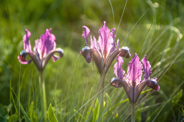 Wild violet iris flower growing in nature, summer seasonal floral sunny background