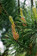 Naklejka na ściany i meble Young cones on a pine branch